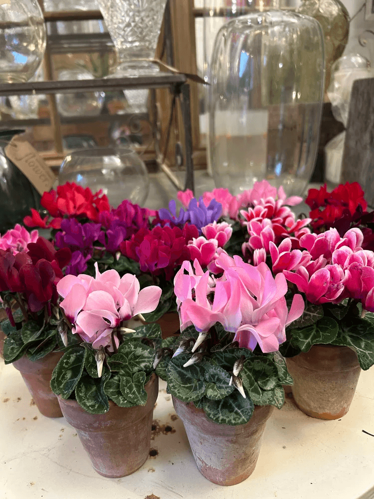 Cyclamen displayed in terracotta pots inside the florist studio.